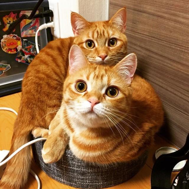 捨て猫2匹を迎え入れた飼い主「今の自分ができることを考えた」　きっかけは8年前に救えなかった命