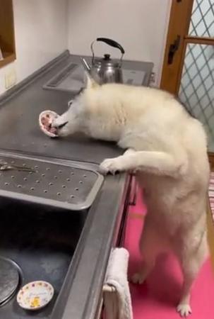 キッチンで猫のご飯を必死になって食べるハスキー犬がTwitter上で話題に（かもしかさん提供、Twitterよりキャプチャ撮影）