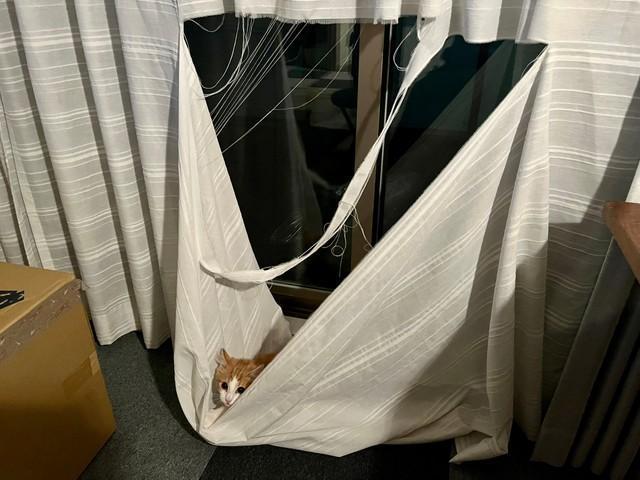 ビリビリにカーテンを破いた子猫がtwitter上で話題を集めた（提供写真）