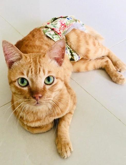 マレーシアの路上で運命の出会い　ひとりでは生きられなかった猫、飼い主さんの介助を受け楽しい毎日