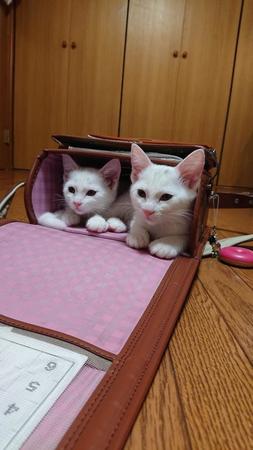 ランドセルにぴったりサイズの2匹の子猫が可愛すぎるとTwitter上で話題に。ぽわりん㊨とぽわたん（提供写真）
