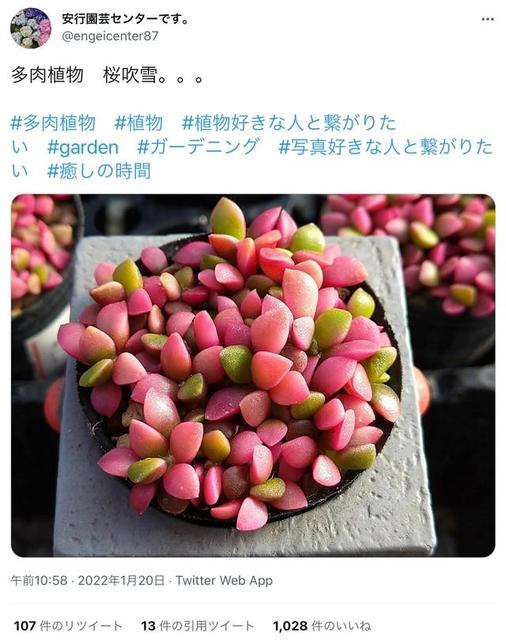 「ケーキにしか見えない」「グミみたい」 　実は「桜吹雪」という名を持つ…植物の赤ちゃんが話題