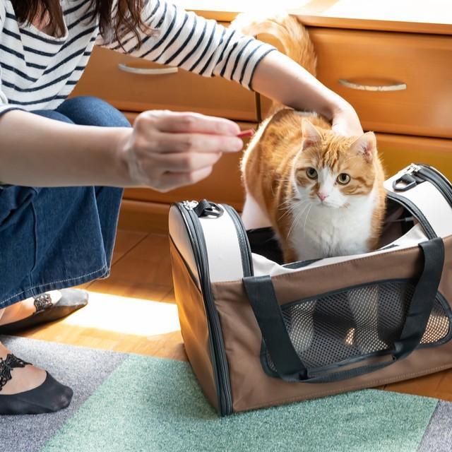 離婚を考えているが「猫の養育費」は請求できる？「女ひとり猫一匹の暮らしが不安」　弁護士に聞いた