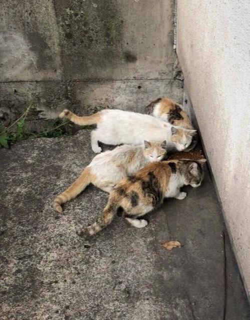 東京湾に浮かぶ製鉄所の島「扇島」で野良猫が大繁殖　「劣悪で暮らせる環境ではない」…愛護団体が順次保護へ