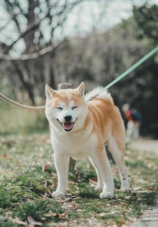 昨年の写真展でメーンモデルを務めたたけしくん。たきちさんにシニアの魅力を教えてくれた（掲載写真はすべてたきちさん提供）