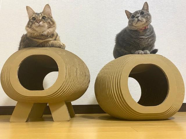 大けがの子猫を助けた犬派の社長「暗くて狭い場所が好きなんだ…」→強化段ボール製ハウスを商品化だニャ