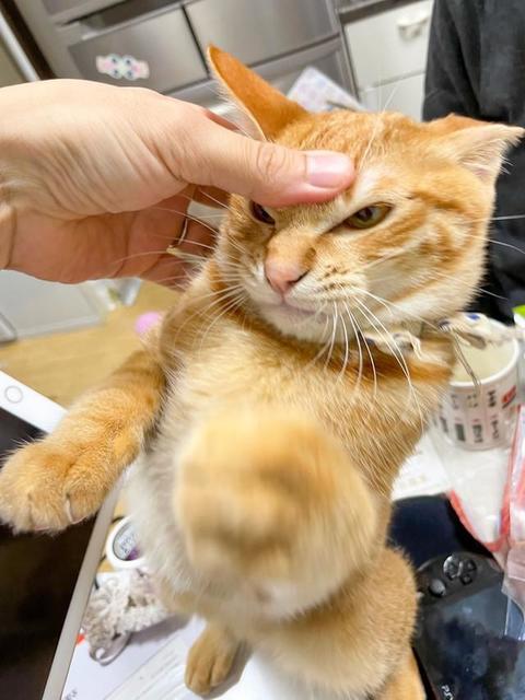 「バトル中」飼い主に戦いを挑む猫さん　「ええ顔してる」「ふざけんな！ですネ」