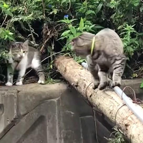 ねえ、頑張ってよ…振り返りながら子猫の一歩を促す母猫（YouTubeからスクリーンショット・一部をトリミングしています）