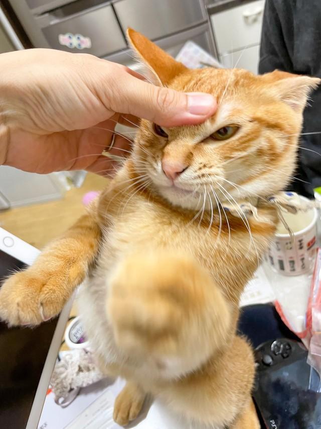 飼い主さんらしき人とバトル中のこわもて顔の猫ちゃんがTwitter上で話題に（キョンさん提供）