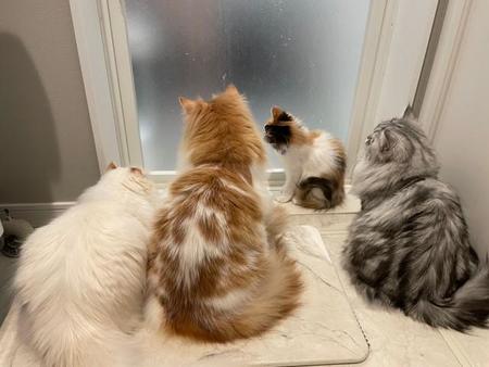 お風呂に入っている飼い主さんを出待ちするモフモフ猫ちゃんたちの後ろ姿がTwitter上で話題を集めた（提供写真）