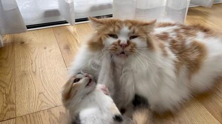 子猫から猫パンチを食らい、ゲッソリした顔になっている猫がTwitter上で話題になった（かにさん提供）