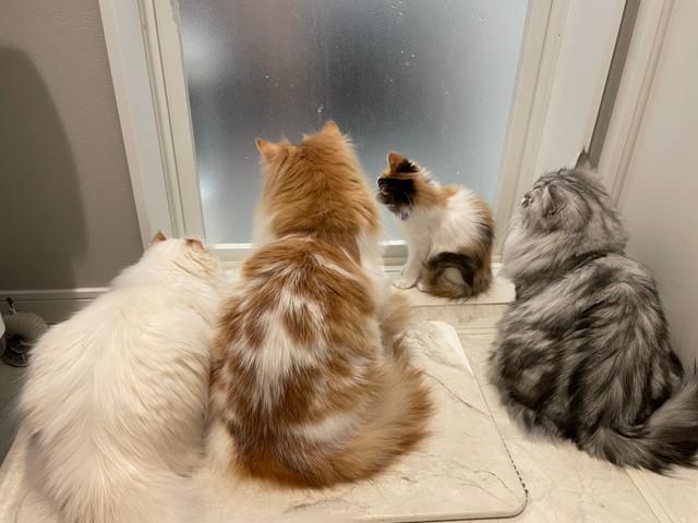 お風呂中の飼い主をモフモフ猫4匹が出待ち　「可愛いが大渋滞」「愛されすぎですね」
