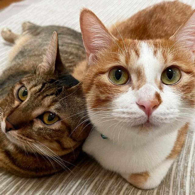 「この子たちをお願いします」と母猫が連れてきた子猫を保護　怖がりの柴犬とのんびり暮らすお家へ