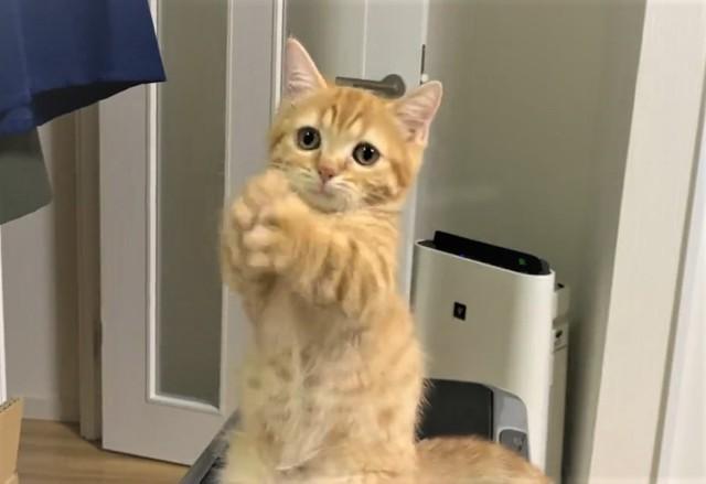 「洗い物してたら横で…」子猫さん、何してるの？　お手伝いしてるつもりの動画に爆笑「猫の手、貸しますアピール」