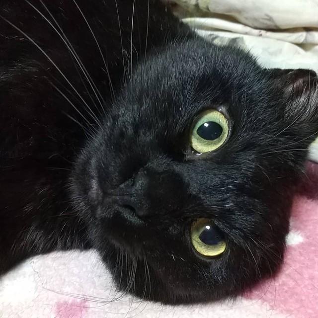 「私の帰りを窓辺でじっと待ってくれている」迎えた猫は、お留守番が嫌いな甘えん坊　くつろぐ姿に癒やされる日々