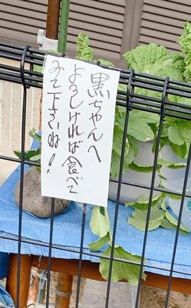 おばあちゃんの優しさが詰まった素敵なお手紙（きなこクロミツさん提供）