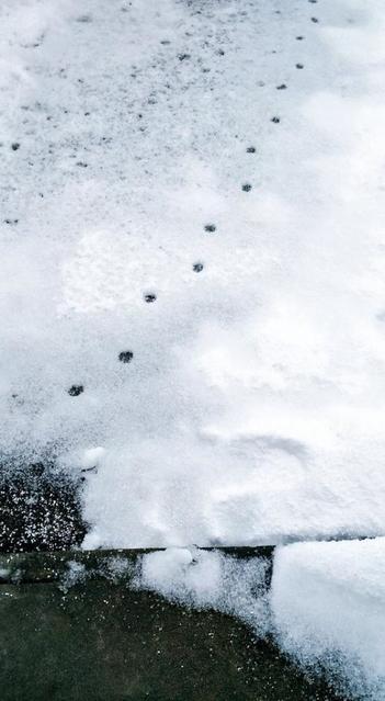 「家に誰か（猫）来たようです」　雪から一夜明け…白い地面に可愛らしい足跡が点々と