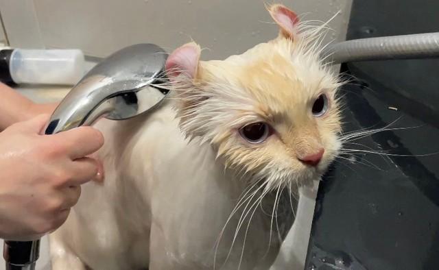 「誰なん…？」シャワー中の姿がいつもと違い過ぎるモフモフ猫に驚き　「カピバラさん」「エイリニャンw」