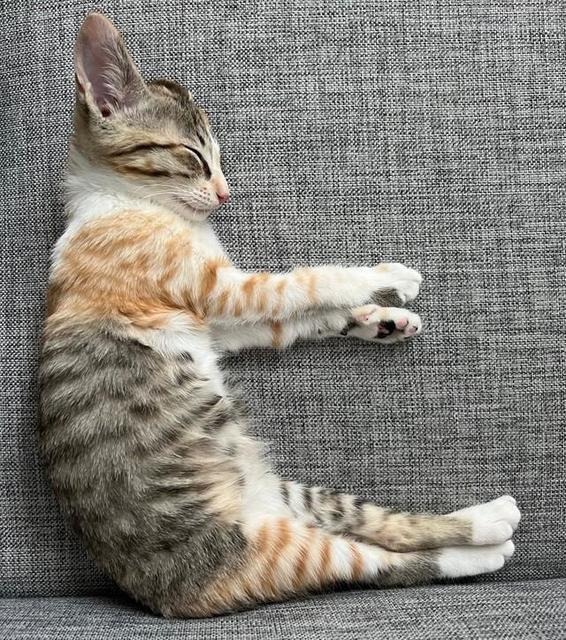 熟睡中…「ヒ」になっちゃった子猫にネット悶絶♡　「世界一かわいい『ヒ』！」「おヒる寝かな」