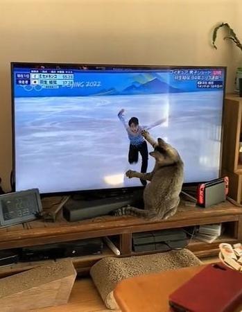 猫たちも北京五輪に熱視線！　羽生くんにチョイチョイ、飼い主の腕枕で観戦も…「一緒に演技してる？」