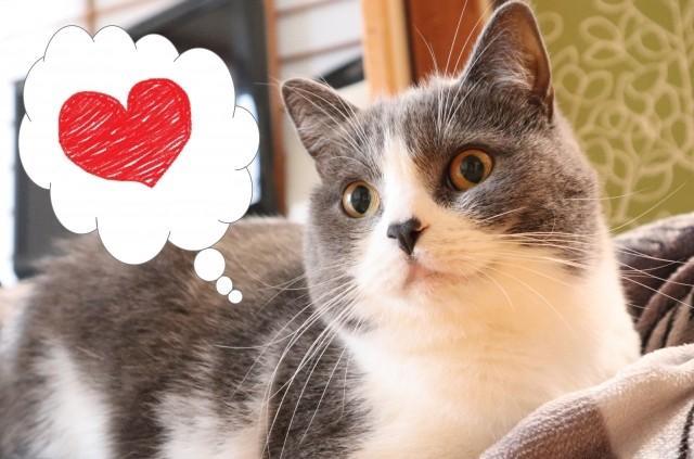 Z世代はバレンタインデーよりも「猫の日」？…「SNS等で共有したい・イベントがあれば参加したい」記念日調査　