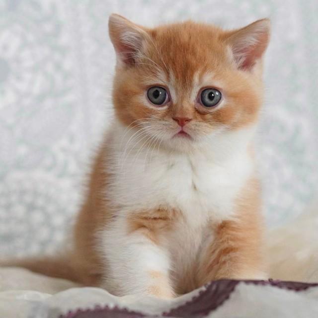 SNSで大人気“モフモフ”猫ファミリーに子猫が仲間入り　毛色が「とんかつ」の衣みたいで「美味しそう」と話題