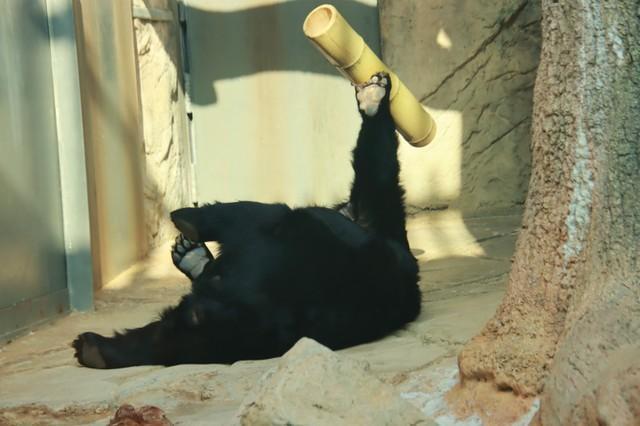 UMA？チンパンジー？→実はツキノワグマです！？手作りの“魔法の竹筒”に野性爆発！幸せそうな姿に「うれしい」の声