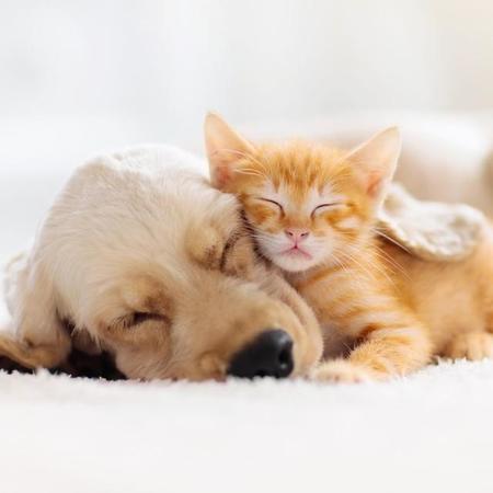 日本にも動物愛護法などがあり、我々はベットの権利が保障されていると思いがちだが…（famveldman/stock.adobe.com）