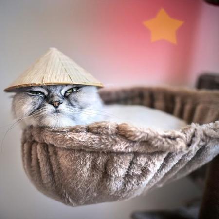 ベトナムには「猫年」があるそうです（Creative Cat Studio/stock.adobe.com）