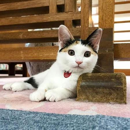 全国の宿・自慢の看板猫ランキング発表　1位は東京で保護猫だった「きなこ」…「お客様の膝の温め」が人気