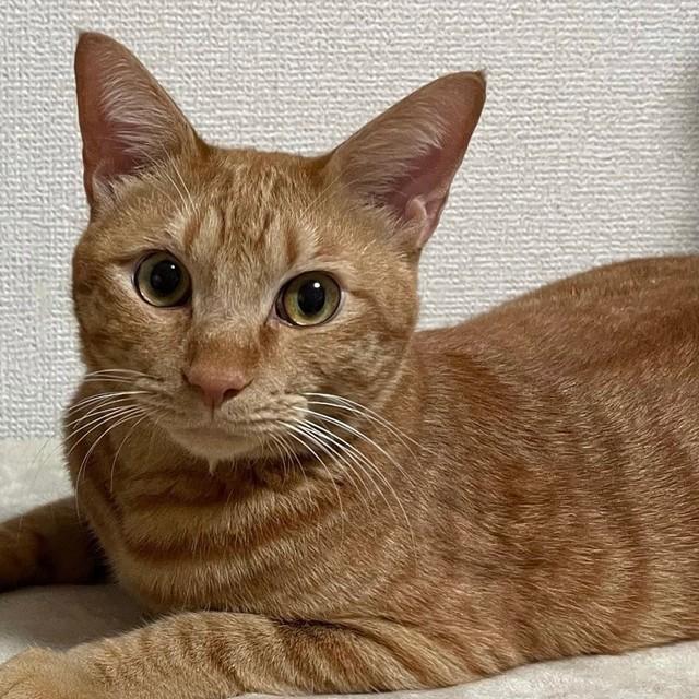 マンションのベランダに胎盤のついたままの子猫たちを発見　生き残った子猫に「よっつ」と名付けた思い　