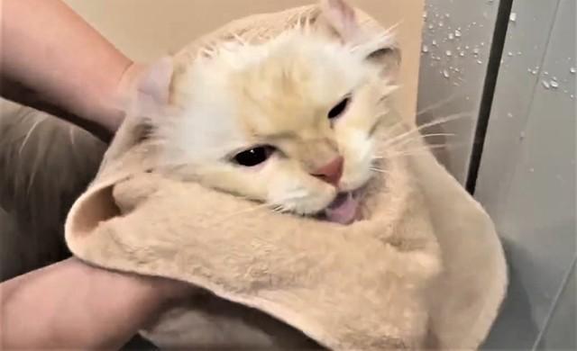 「あうあう」鳴く猫にキュン〓　タオルで拭かれて…「何て言っている？」猫語翻訳機の結果は！？
