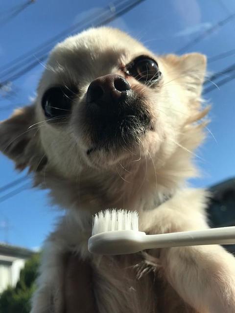 歯の数が最も多い生きものってな～んだ？　犬？猫？クジラ？？歯科医芸人が解説「ちなみに最大は動物園のアイドル」