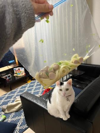 これがジップロックうどん！猫ちゃんも可愛い（QPさん提供）