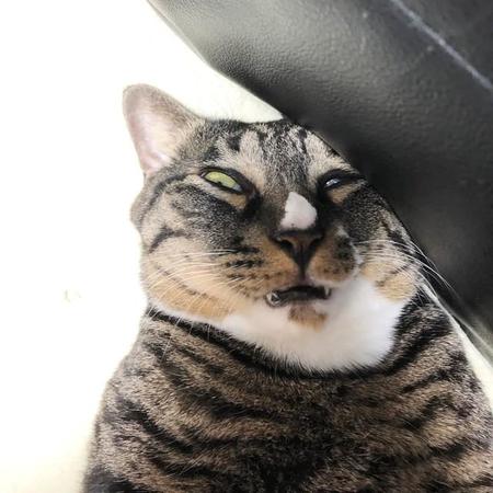 変顔で爆睡している猫ちゃんの写真がtwitter上で話題を集めた（提供写真）
