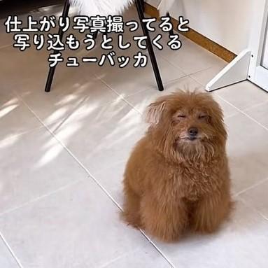 トリミング後の撮影に写り込んでくる どう見てもチューバッカ な看板犬が話題 実は亡き妹が導いてくれた犬だった ライフ 社会総合 デイリースポーツ Online