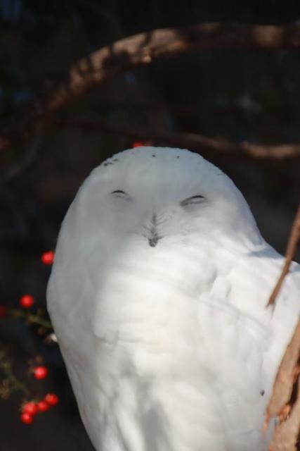 可愛いエサの紹介に「かわいそう」の声！？「マウス丸ごと」食べるフクロウ　動物園が伝えたい「命をいただく」とは