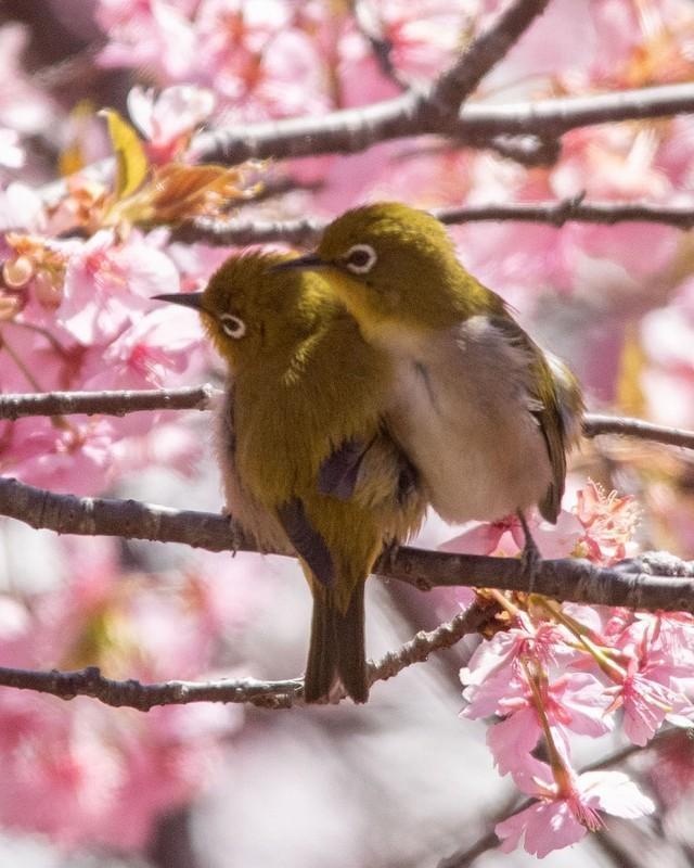 河津桜の枝にとまる、メジロさんたちの愛らしい姿 画像提供／中瀬雄登さん