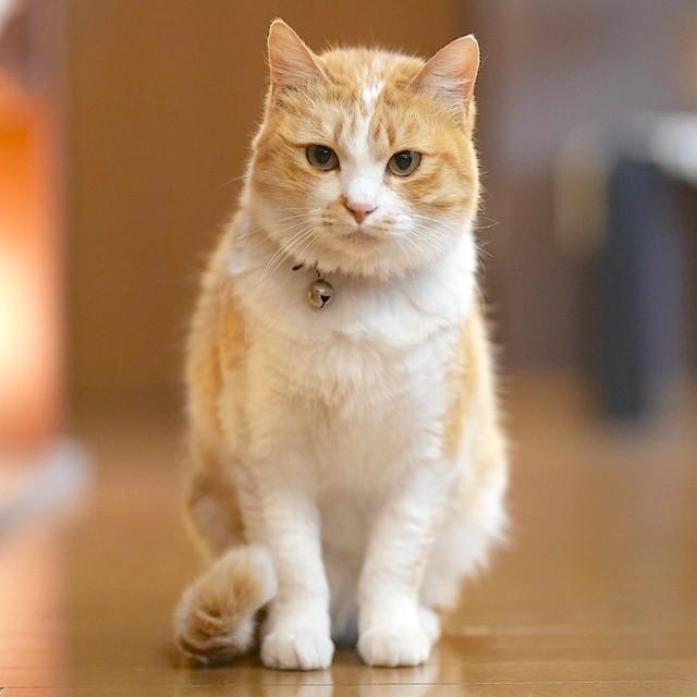 ミーちゃん。一時は命も危ぶまれたが、今は立派な招き猫に