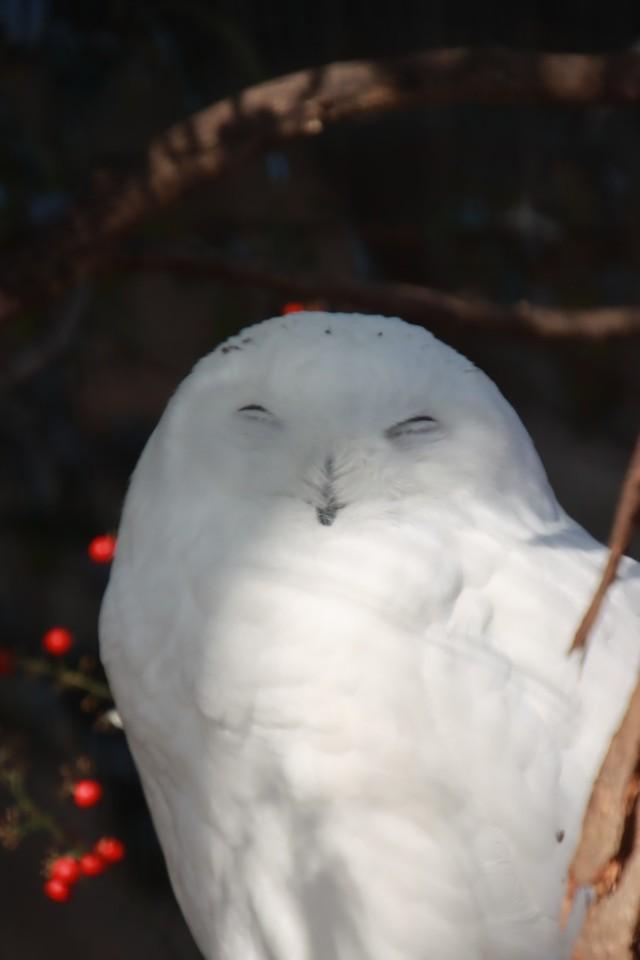 真っ白いのはオス。メスとの区別はしやすいのですが、頭が回りすぎるので今どっちを向いているかは見失いがち