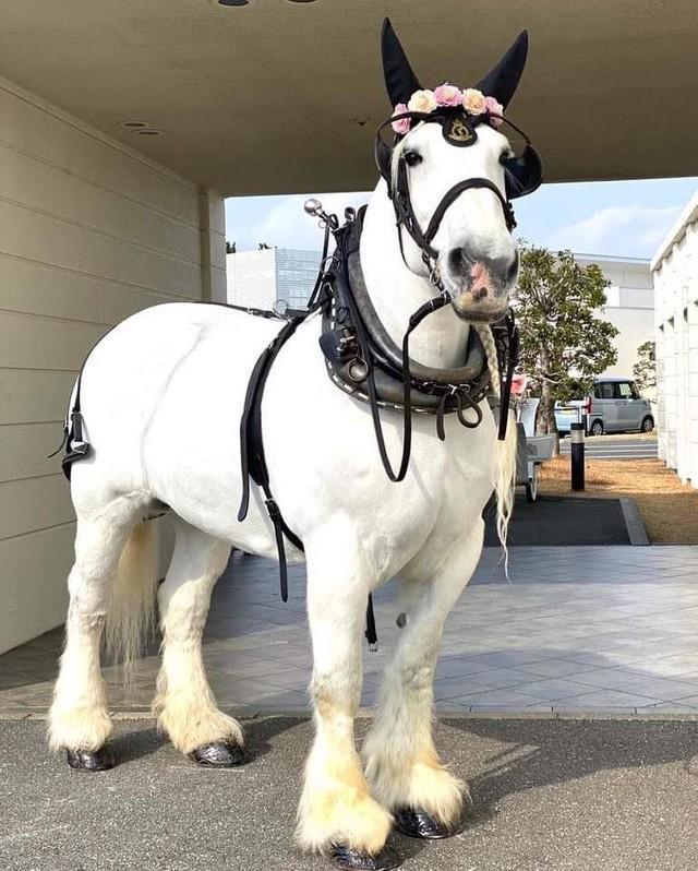 おめかししてもらって上機嫌のシュガーちゃん