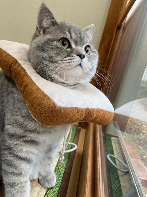 初めて雪を見た生後7カ月の猫さん　キラキラしてる瞳も可愛いけれど…思わず「美味しそうなパンですね」！？