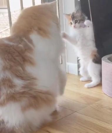 自分より大きなぽてちちゃん（左）に二本足で立って戦いを挑むうなちゃんだったが、この直後、秒で撃沈＝ぽてこゆこめ+うなさん（@potechi_nikki）提供