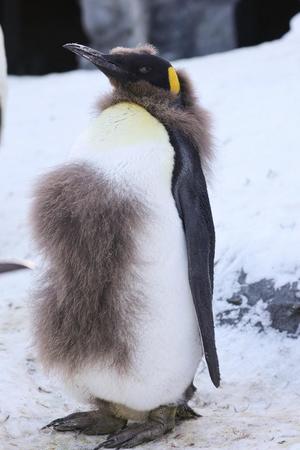 立派な胸毛、いやギャランドゥ?　　(c) Live Zoo In あさひやま