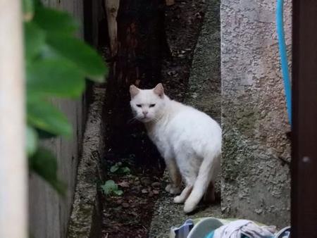 奄美大島にいる猫。野良猫なのかノネコなのか区別が難しいという（服部さん提供）