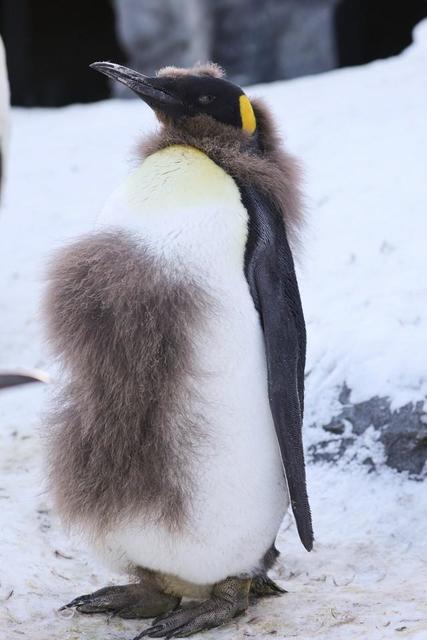 キングペンギンのヒナが「ギャランドゥすぎる」と話題　実は大人になるための過程、旭山動物園に聞いた