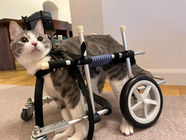 小脳障がいのこの子にできる喜びをたくさん感じてほしい　オーダーメイドの歩行器を貰ったこじかちゃん