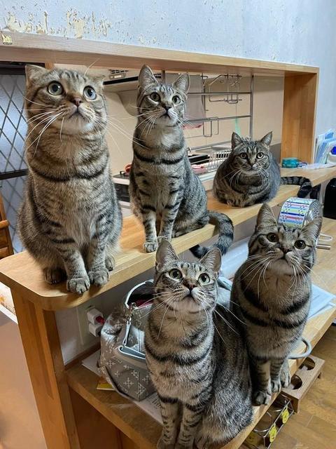 キッチンカウンターって猫のお立ち台だったっけ？　整然と並ぶキジトラ集団が話題「我が家にも付けて」