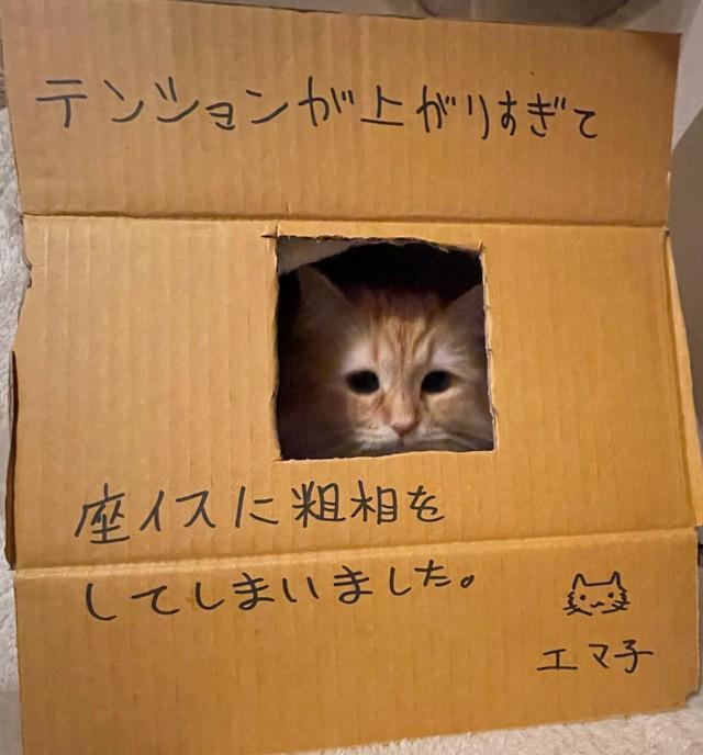 座椅子に粗相をしてションボリする猫の写真がTwitter上で話題を集めた（提供写真）