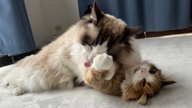 「嫌、やめて～」と抵抗する麦ちゃん＝麦とろろさん（@tororororo0203）提供